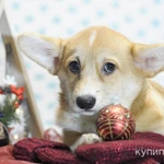 Фото №5 Щенки вельш корги пемброк