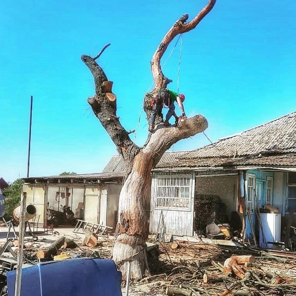 Фото Спилить дерево.Удаление деревьев.Арбористика