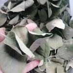 Фото №3 Листья айвы лесной. Цена за 100 грамм.