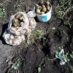 фото Картошка