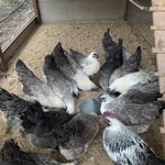 Фото №5 ия лакеданзи. Доставка