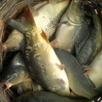 Фото №3 Карп от производителя