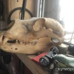 Фото №5 Череп медведя имитация
