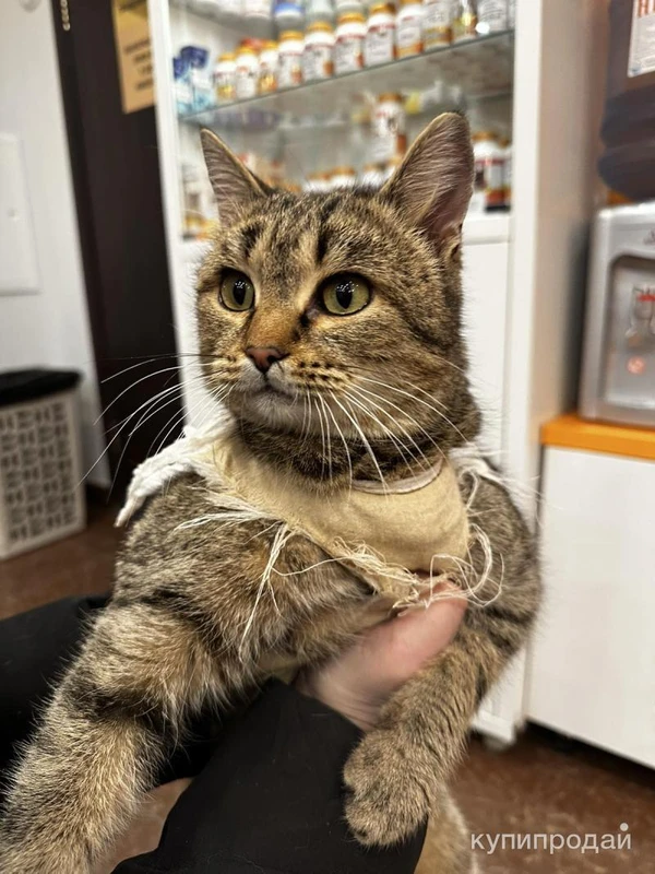 Фото Отдам кошку в хорошие руки