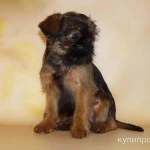 Фото №8 Бельгийские гриффоны