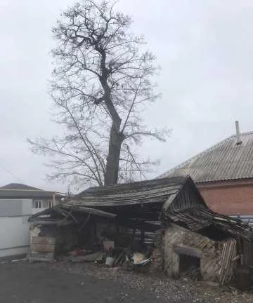 Фото Спил деревьев