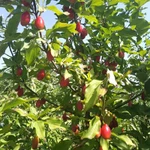 Фото №2 Саженцы плодовых растений