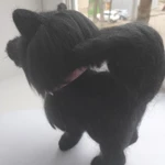 Фото №3 Шпиц черный