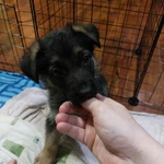 Фото №4 Черные овчарята