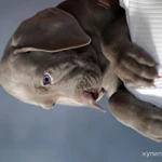 Фото №3 Шикарные щенки веймарайнера с документами РКФ