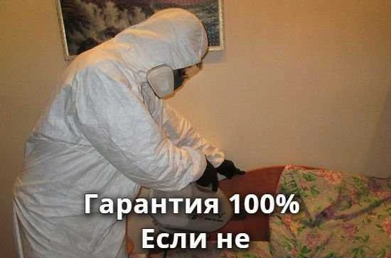 Фото Уничтожение клопов тараканов блох обработка
