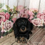 Фото №4 Такса жесткошерстная