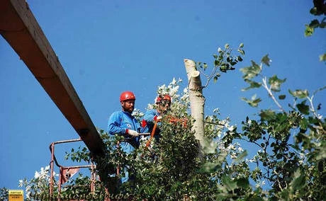 Фото Спил Валка и Удаление деревьев г. Дзержинск