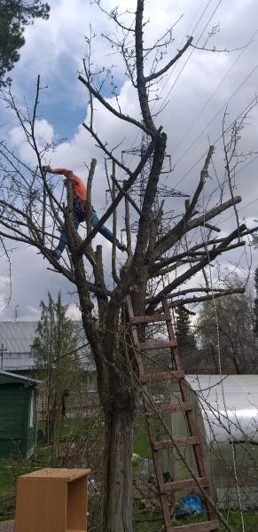 Фото Спил деревьев