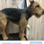 Фото №4 Стрижка собак и кошек