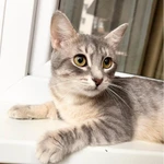 Фото №6 Кошечка Лилу серебристая полосатка в добрые руки