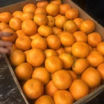 Фото №4 Мандарины из Абхазии урожай 2024