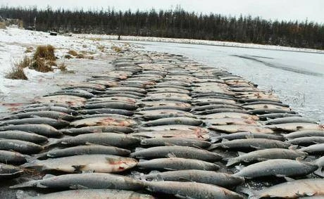 Фото Муксун Свежемороженный Якутский, подледный лов 2015