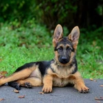 Фото №5 Немецкая овчарка щенки