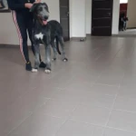 Фото №5 Воспитание  и разведение собак 