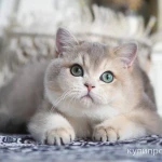 Фото №6 Британская девочка Виолетта