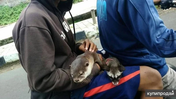 Фото у меня есть очаровательные детские азиатские выдры