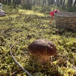 Фото №2 Грибы маслята и белые