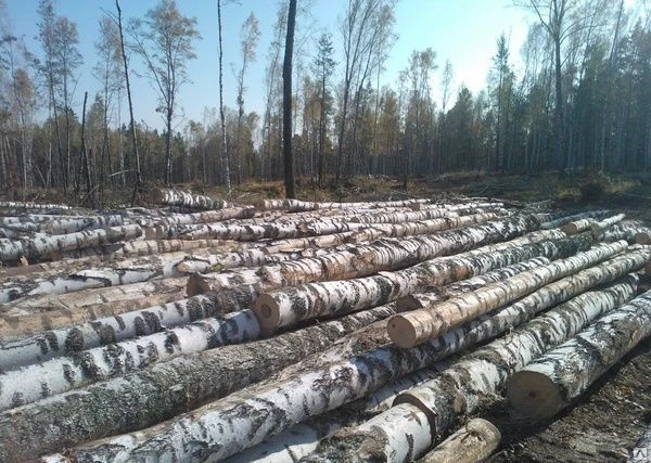 Фото БАЛАНС БЕРЕЗОВЫЙ СВЕЖЕСПИЛЕННЫЙ БЕЗ ГНИЛИ ОТ 14 СМ