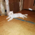 Фото №6 Стрижка кошек 