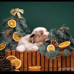 Фото №3 Мини аусси