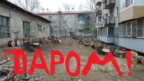 Фото дрова отдам даром тополь вяз пиленный самовывоз
