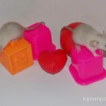 Фото №2 Декоративные крысята сиам