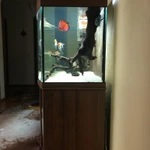 Фото №2 Продам панорамный аквариум на 600 литров