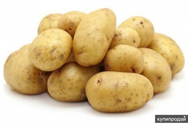 Фото картофель семенной