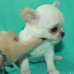 Фото №11 чихуахуа белая ГШ девочка шоу