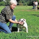 Фото №2 Щенки английского бульдога