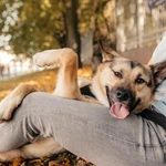 фото Маленькая собачка с огромным сердцем и яркой улыбкой – Пеппи длинные ушки!
