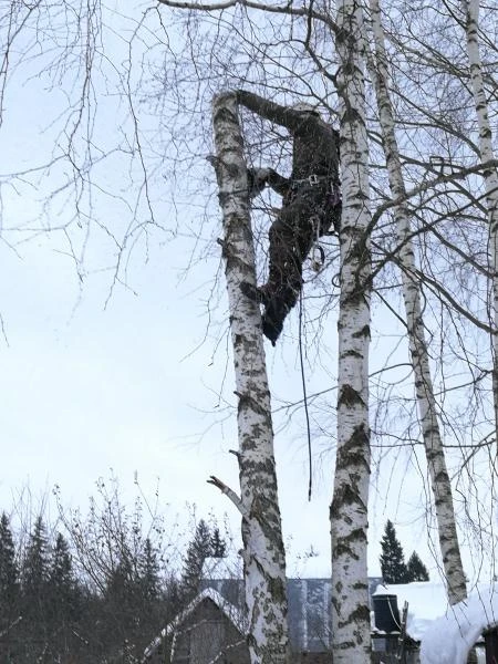 Фото Спиливание, валка и удаление дерева в Королеве
