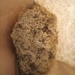 Фото №4 Бузины чёрной цвет . Цена за 100 грамм.