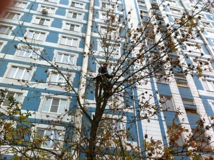 Фото Спил деревьев