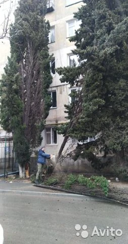 Фото Спил деревьев!