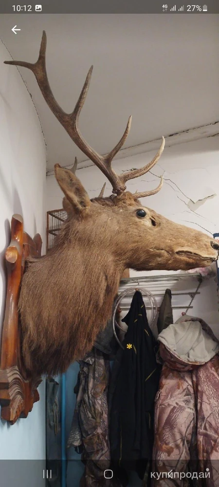 Фото Чучело марала