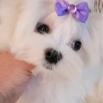 Фото №11 Мальтезе. Щенки Мальтийской болонки. РКФ