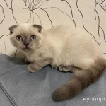 Фото №4 Котята британские