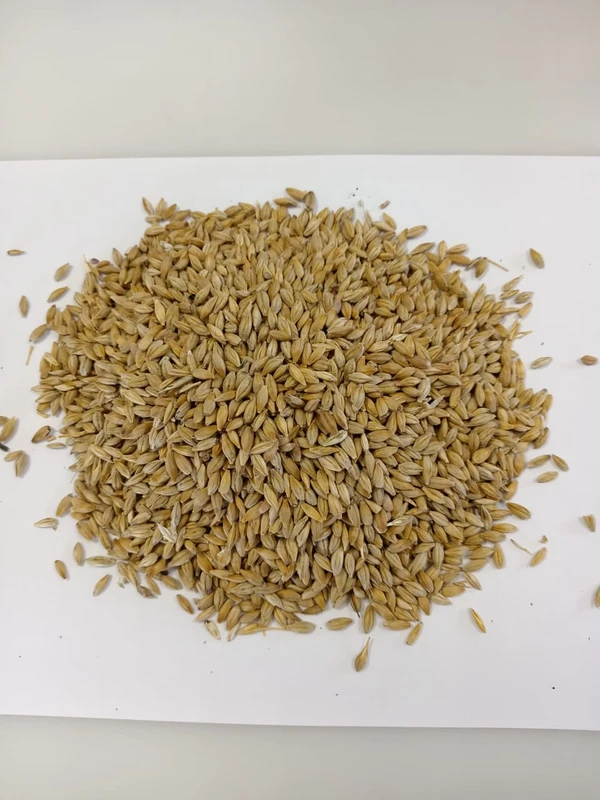 Фото Ямень/Barley