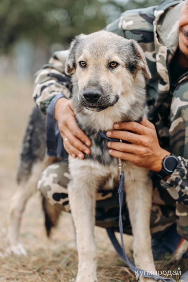 Фото АЛМАЗ ищет ДОМ, 8 мес, 12кг, 30см в холке, Привит.