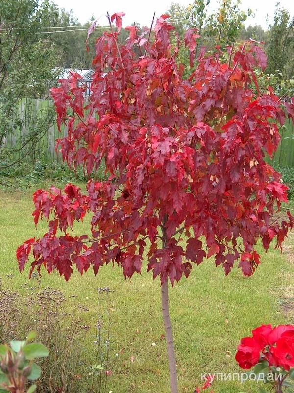 Фото Клен Гиннала (татарский)