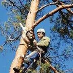 Спил деревьев. Спилить дерево