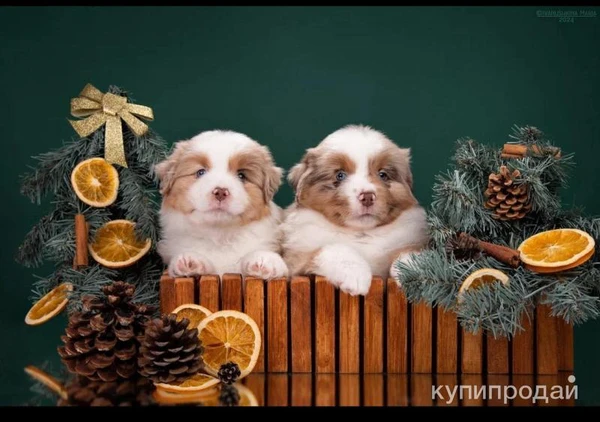 Фото Мини аусси