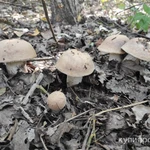 Фото №6 Грибы